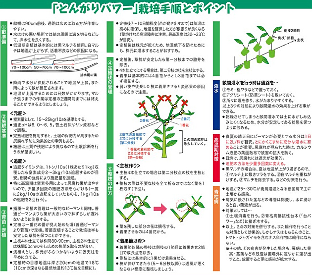 とんがりパワー ピーマン パプリカ E 種や 国内最大級の野菜種 花種 苗 農業資材の販売店