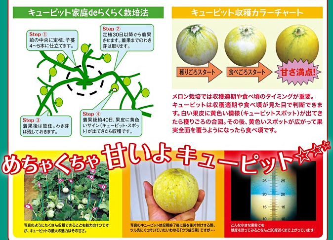 キューピット メロン E 種や 国内最大級の野菜種 花種 苗 農業資材の販売店