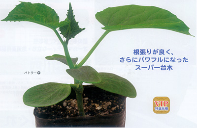 キュウリ台木 バトラー E 種や 国内最大級の野菜種 花種 苗 農業資材の販売店