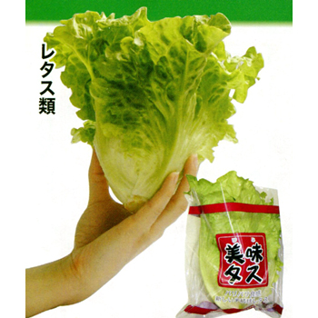 美味タス レタス E 種や 国内最大級の野菜種 花種 苗 農業資材の販売店