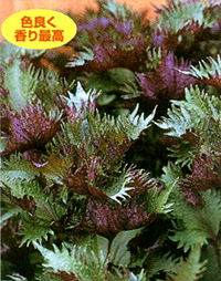 芳香うら赤しそ しそ E 種や 国内最大級の野菜種 花種 苗 農業資材の販売店 芳香うら赤しそ しそ E 種や 国内最大級の野菜種 花種 苗 農業資材の販売店