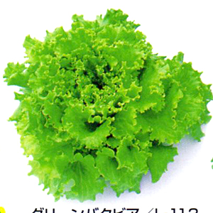 ハイドロレタスシリーズ グリーンバタビアl 113 リーフレタス E 種や 国内最大級の野菜種 花種 苗 農業資材の販売店