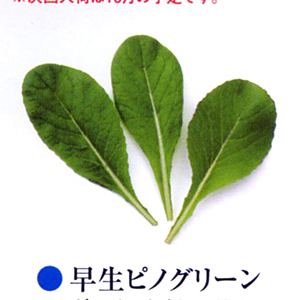 早生ピノグリーン ベビーリーフ E 種や 国内最大級の野菜種 花種 苗 農業資材の販売店 早生ピノグリーン ベビーリーフ E 種や 国内最大級の野菜種 花種 苗 農業資材の販売店