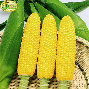 プレミアムスイート とうもろこし E 種や 国内最大級の野菜種 花種 苗 農業資材の販売店 プレミアムスイート とうもろこし E 種や 国内最大級の野菜種 花種 苗 農業資材の販売店