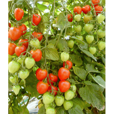 トマトベリー1038[トマト] - e-種や｜国内最大級の野菜種・花種・苗