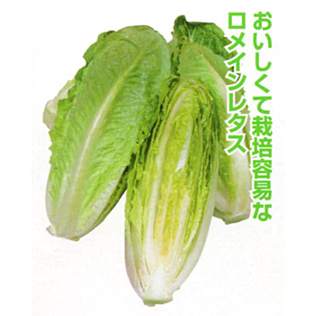 エピソード1号 レタス E 種や 国内最大級の野菜種 花種 苗 農業資材の販売店