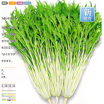 水菜月 水菜 23年今期品切れ E 種や 国内最大級の野菜種 花種 苗 農業資材の販売店
