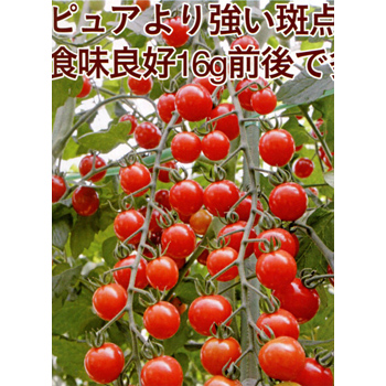 【茨城県鉾田市産】ミニトマト「サンチュリーピュア」　３kg