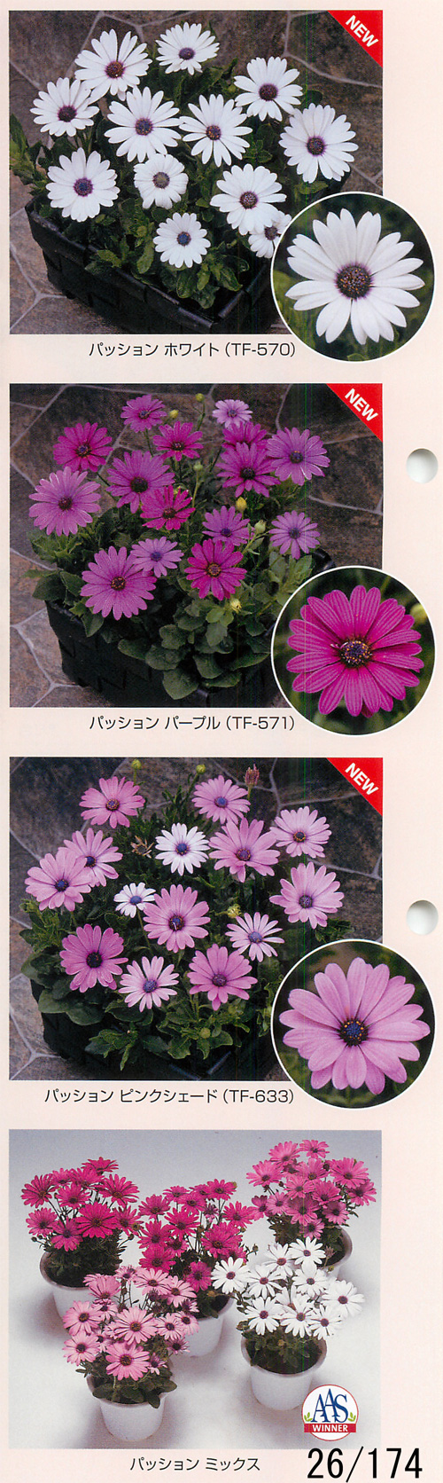 パッション オステオスペルマム タネ E 種や 国内最大級の野菜種 花種 苗 農業資材の販売店 パッション オステオスペルマム タネ E 種や 国内最大級の野菜種 花種 苗 農業資材の販売店