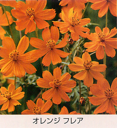 オレンジ フレア[コスモス] - e-種や｜国内最大級の野菜種・花種・苗