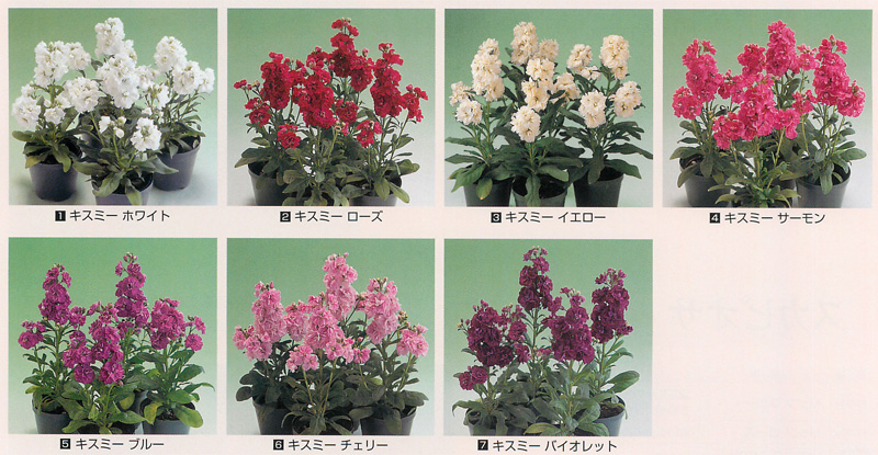 花の種（営利用）ストック アイアン ディープピンク 3000粒 ペレット種子 サカタのタネ 種苗（メール便発送） 通販 