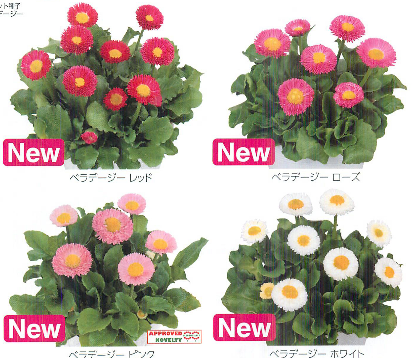 ベラデージーシリーズ[デージー]【タネ】 - e-種や｜国内最大級の野菜種・花種・苗・農業資材の販売店