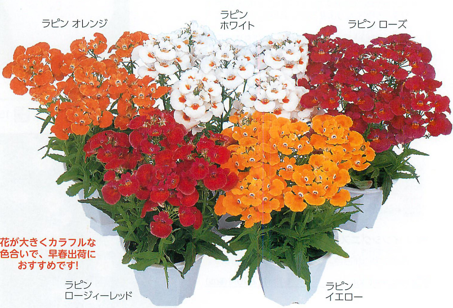 ラピン ミックス ネメシア E 種や 国内最大級の野菜種 花種 苗 農業資材の販売店