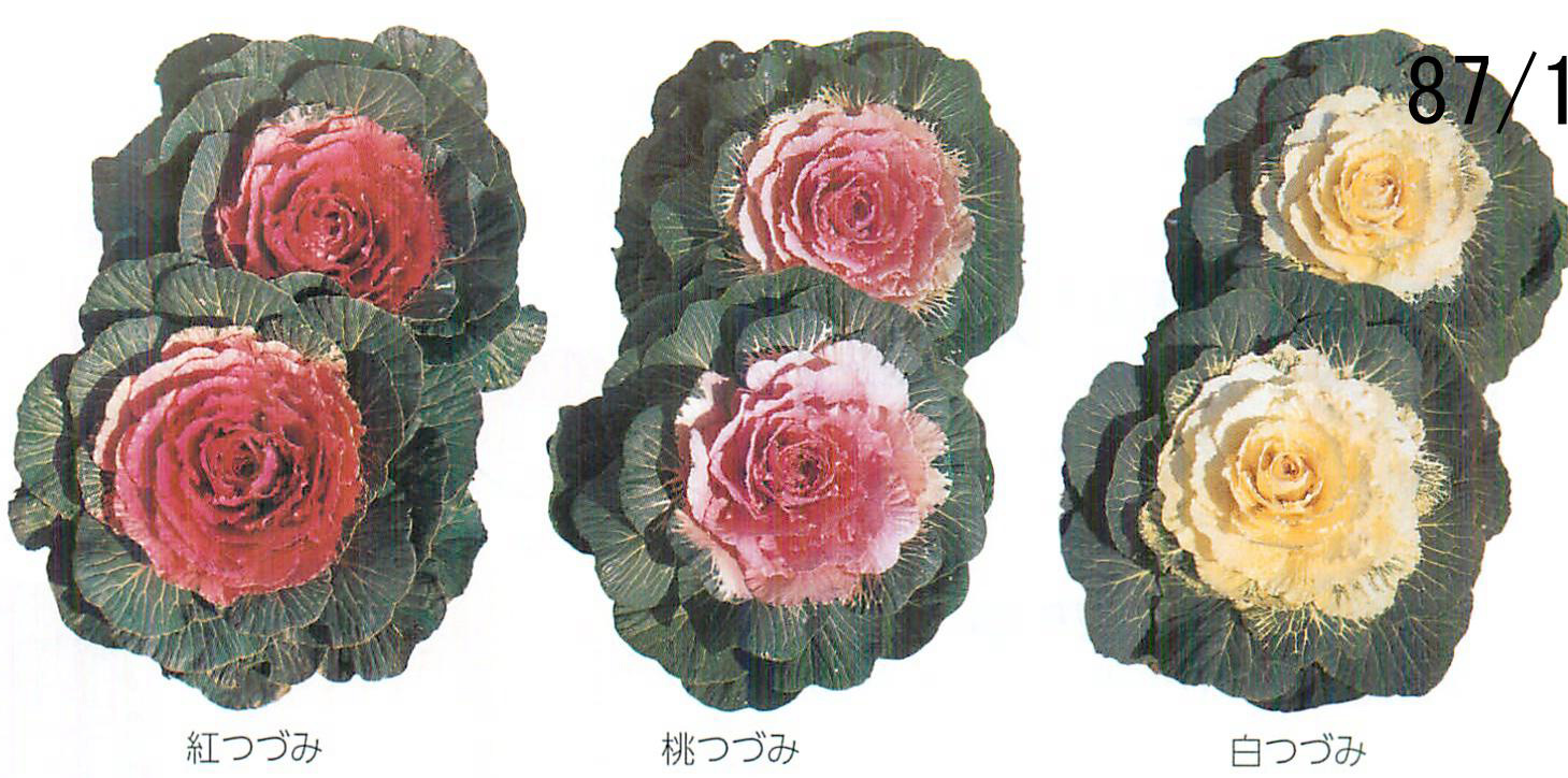 つづみシリーズ ハボタン タネ E 種や 国内最大級の野菜種 花種 苗 農業資材の販売店