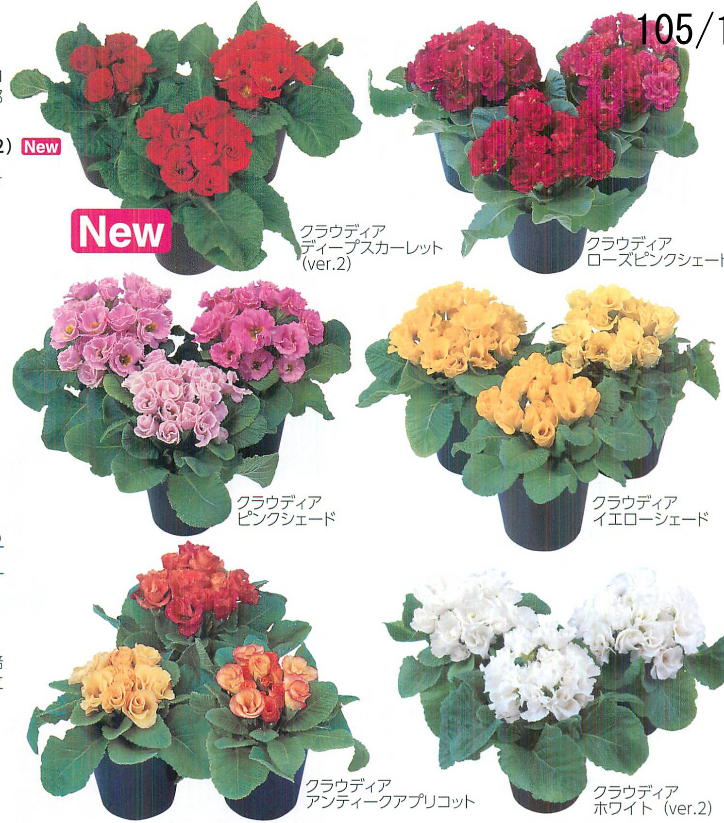 花の種（営利用）プリムラ ポリアンタ クラウディア ディープスカーレット（ver.2）1000粒 サカタのタネ 種苗（メール便発送）  a2c4KEsjPi