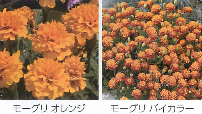 モーグリシリーズ マリーゴールド E 種や 国内最大級の野菜種 花種 苗 農業資材の販売店 モーグリシリーズ マリーゴールド E 種や 国内最大級の野菜種 花種 苗 農業資材の販売店