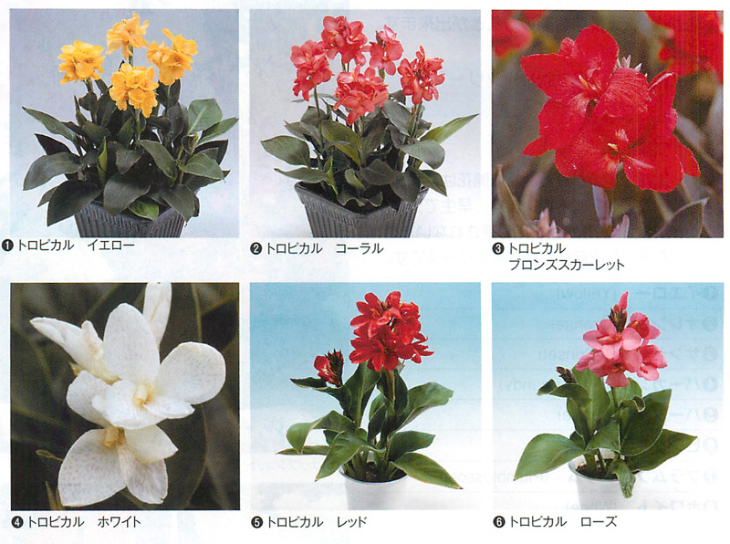 カンナ トロピカルシリーズ タネ E 種や 国内最大級の野菜種 花種 苗 農業資材の販売店