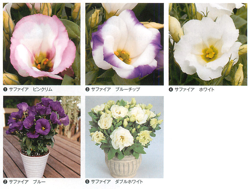 F1サファイアシリーズ リシアンサス トルコキキョウ タネ E 種や 国内最大級の野菜種 花種 苗 農業資材の販売店