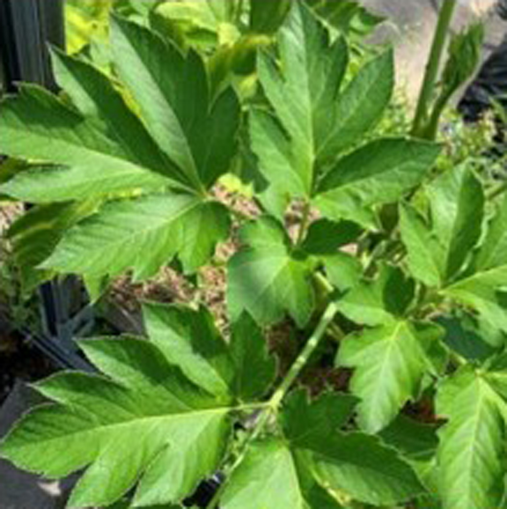 アシタバ その他葉茎類 21年今期品切れ E 種や 国内最大級の野菜種 花種 苗 農業資材の販売店