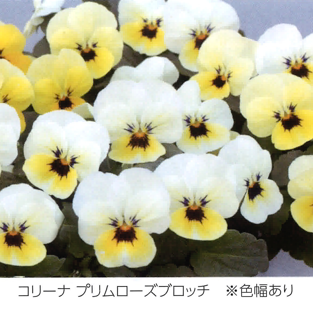 コリーナシリーズ ビオラ E 種や 国内最大級の野菜種 花種 苗 農業資材の販売店