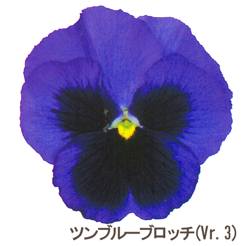 パシオシリーズ ブロッチカラー パンジー タネ E 種や 国内最大級の野菜種 花種 苗 農業資材の販売店 パシオシリーズ ブロッチカラー パンジー タネ E 種や 国内最大級の野菜種 花種 苗 農業資材の販売店