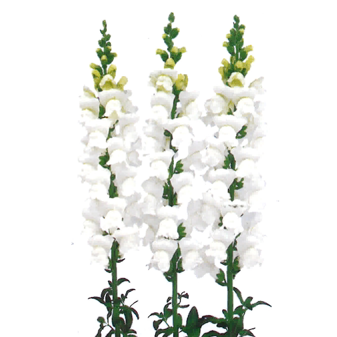雪姫 キンギョソウ E 種や 国内最大級の野菜種 花種 苗 農業資材の販売店 雪姫 キンギョソウ E 種や 国内最大級の野菜種 花種 苗 農業資材の販売店