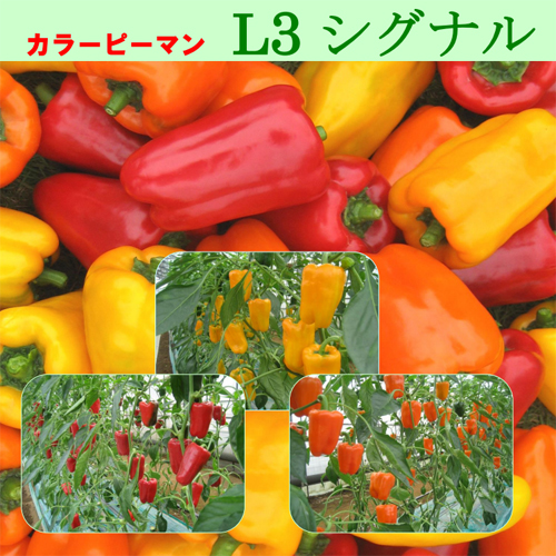 L3シグナル ピーマン パプリカ E 種や 国内最大級の野菜種 花種 苗 農業資材の販売店