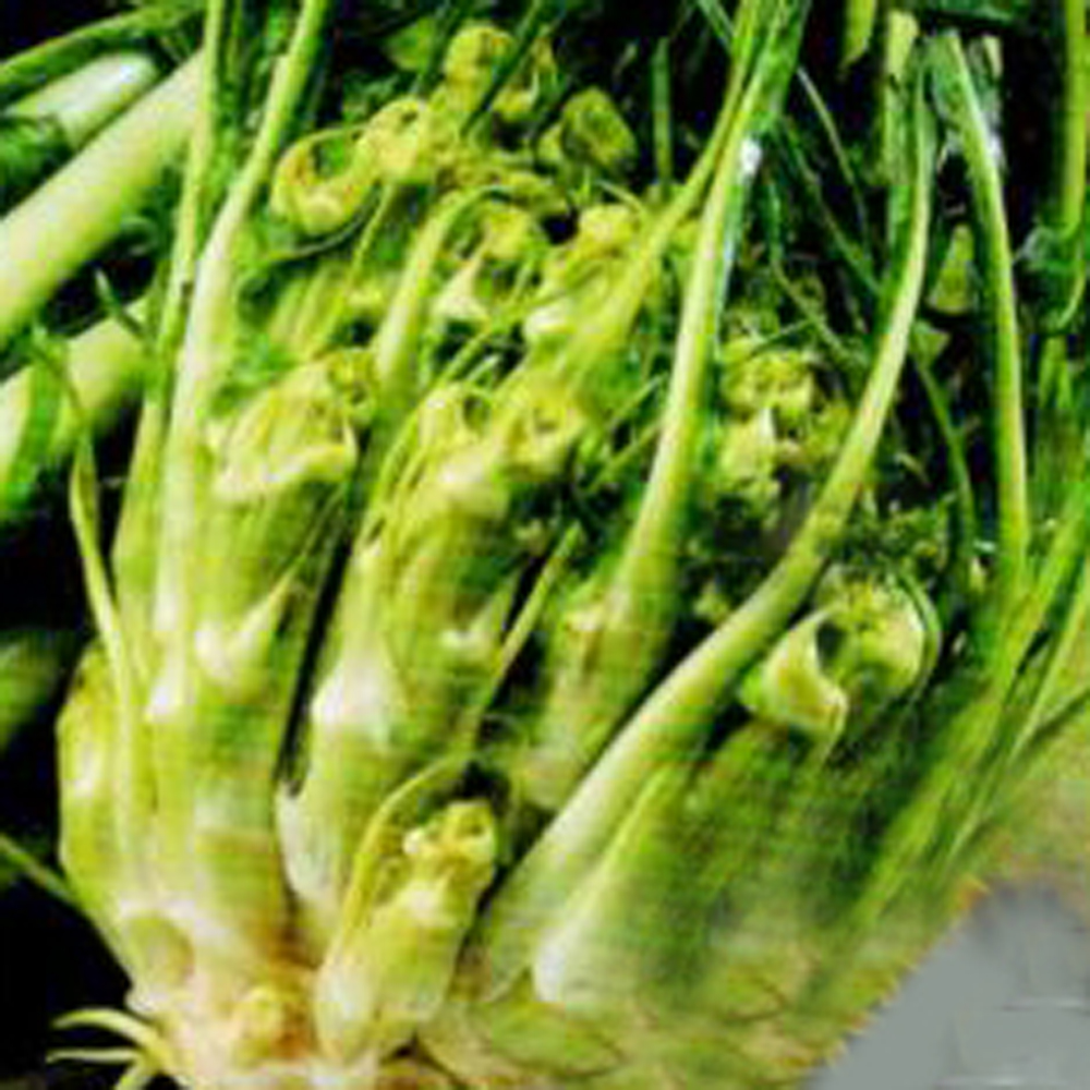 アスパラガスチコリー プンタレラ 葉茎類 E 種や 国内最大級の野菜種 花種 苗 農業資材の販売店