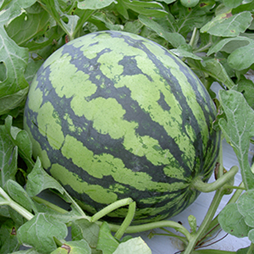 サマーオレンジグランド[西瓜] - e-種や｜国内最大級の野菜種