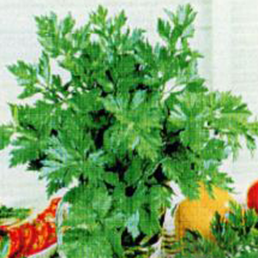 スープセロリ 葉茎類 E 種や 国内最大級の野菜種 花種 苗 農業資材の販売店