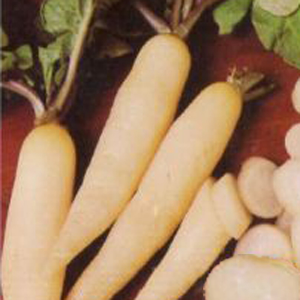 白長二十日大根ホワイトアイシクル 根菜類 E 種や 国内最大級の野菜種 花種 苗 農業資材の販売店