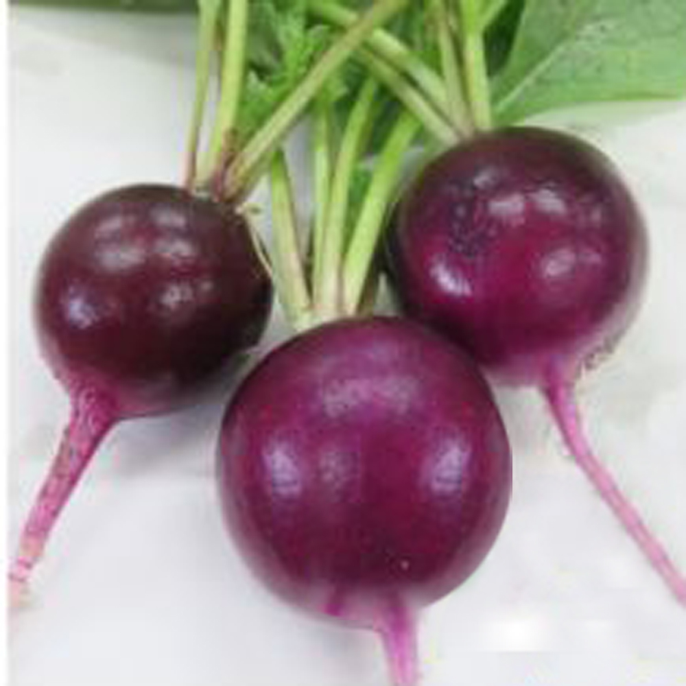F1 紫丸二十日大根こむらさき E 種や 国内最大級の野菜種 花種 苗 農業資材の販売店 F1 紫丸二十日大根こむらさき E 種や 国内最大級の野菜種 花種 苗 農業資材の販売店