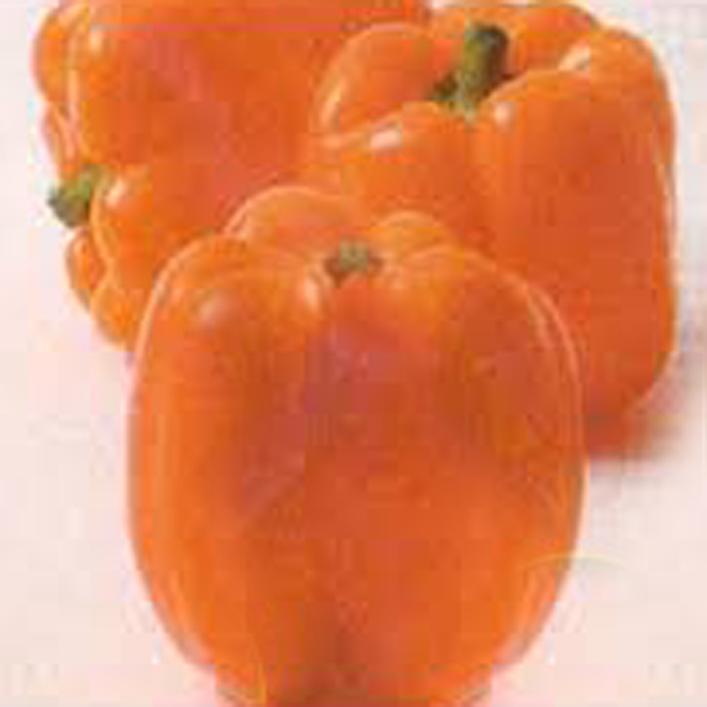 F1 カラーピーマン オレンジ ピーマン パプリカ E 種や 国内最大級の野菜種 花種 苗 農業資材の販売店