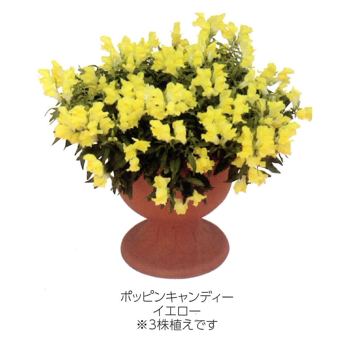 キンギョソウ ポッピンキャンディー シリーズ E 種や 国内最大級の野菜種 花種 苗 農業資材の販売店 キンギョソウ ポッピンキャンディー シリーズ E 種や 国内最大級の野菜種 花種 苗 農業資材の販売店