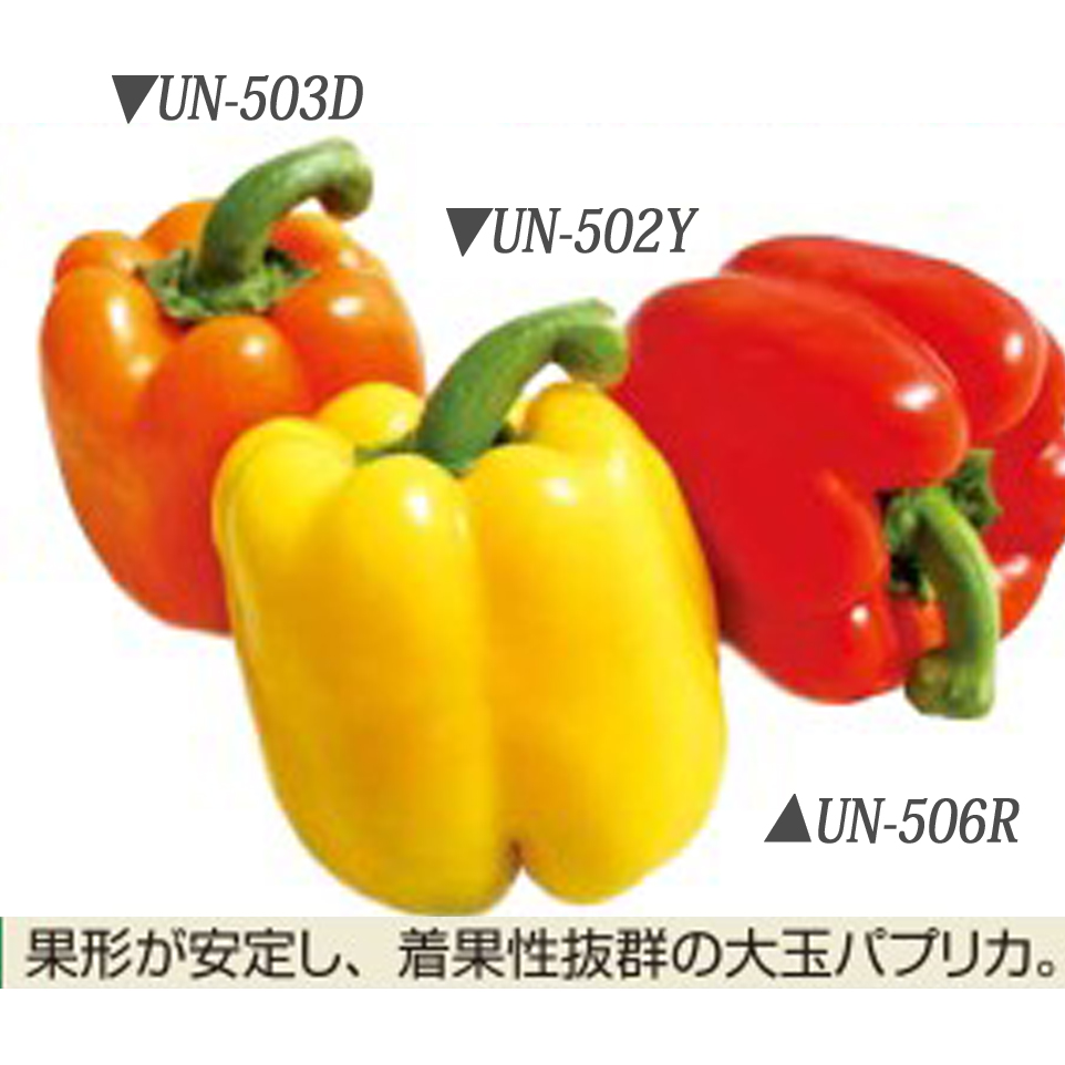 Un 506r パプリカ E 種や 国内最大級の野菜種 花種 苗 農業資材の販売店