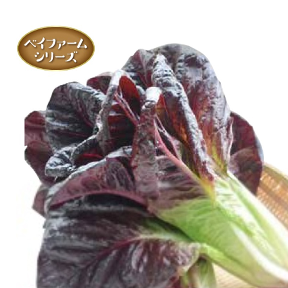 レッドロメインrr 1 レタス E 種や 国内最大級の野菜種 花種 苗 農業資材の販売店 レッドロメインrr 1 レタス E 種や 国内最大級の野菜種 花種 苗 農業資材の販売店