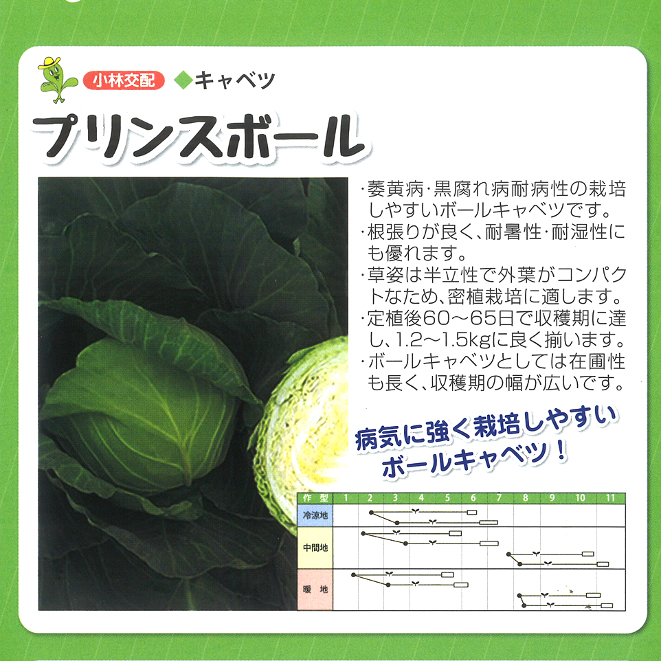 プリンスボール Kca 109 キャベツ E 種や 国内最大級の野菜種 花種 苗 農業資材の販売店 プリンスボール Kca 109 キャベツ E 種や 国内最大級の野菜種 花種 苗 農業資材の販売店