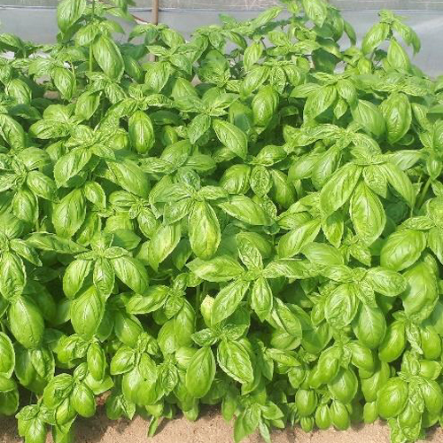 Tsgi 8 バジル E 種や 国内最大級の野菜種 花種 苗 農業資材の販売店