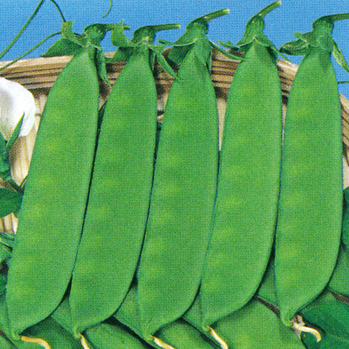日本絹莢豌豆[さやえんどう] - e-種や｜国内最大級の野菜種・花種・苗