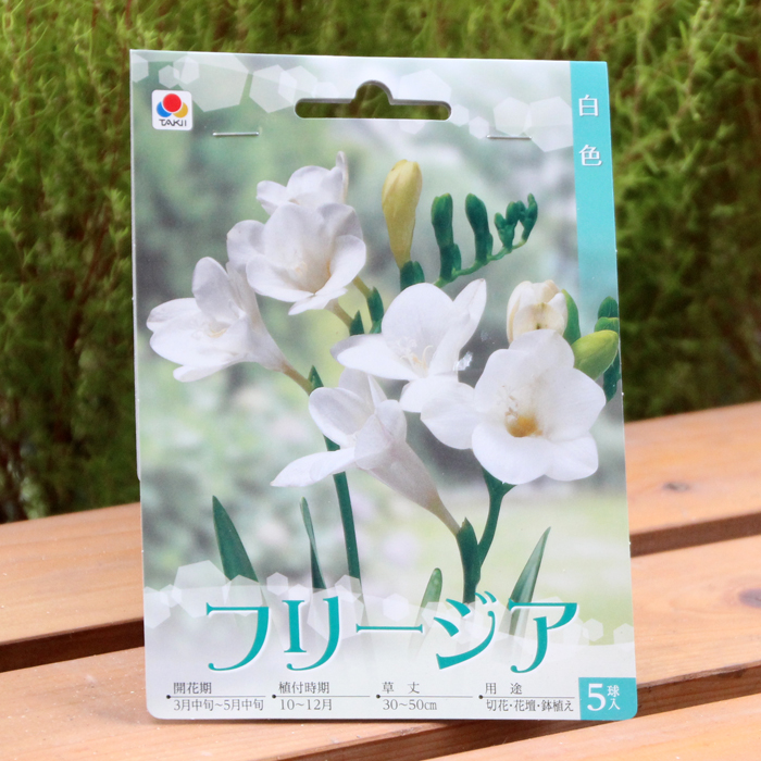フリージア 球根 E 種や 国内最大級の野菜種 花種 苗 農業資材の販売店 フリージア 球根 E 種や 国内最大級の野菜種 花種 苗 農業資材の販売店