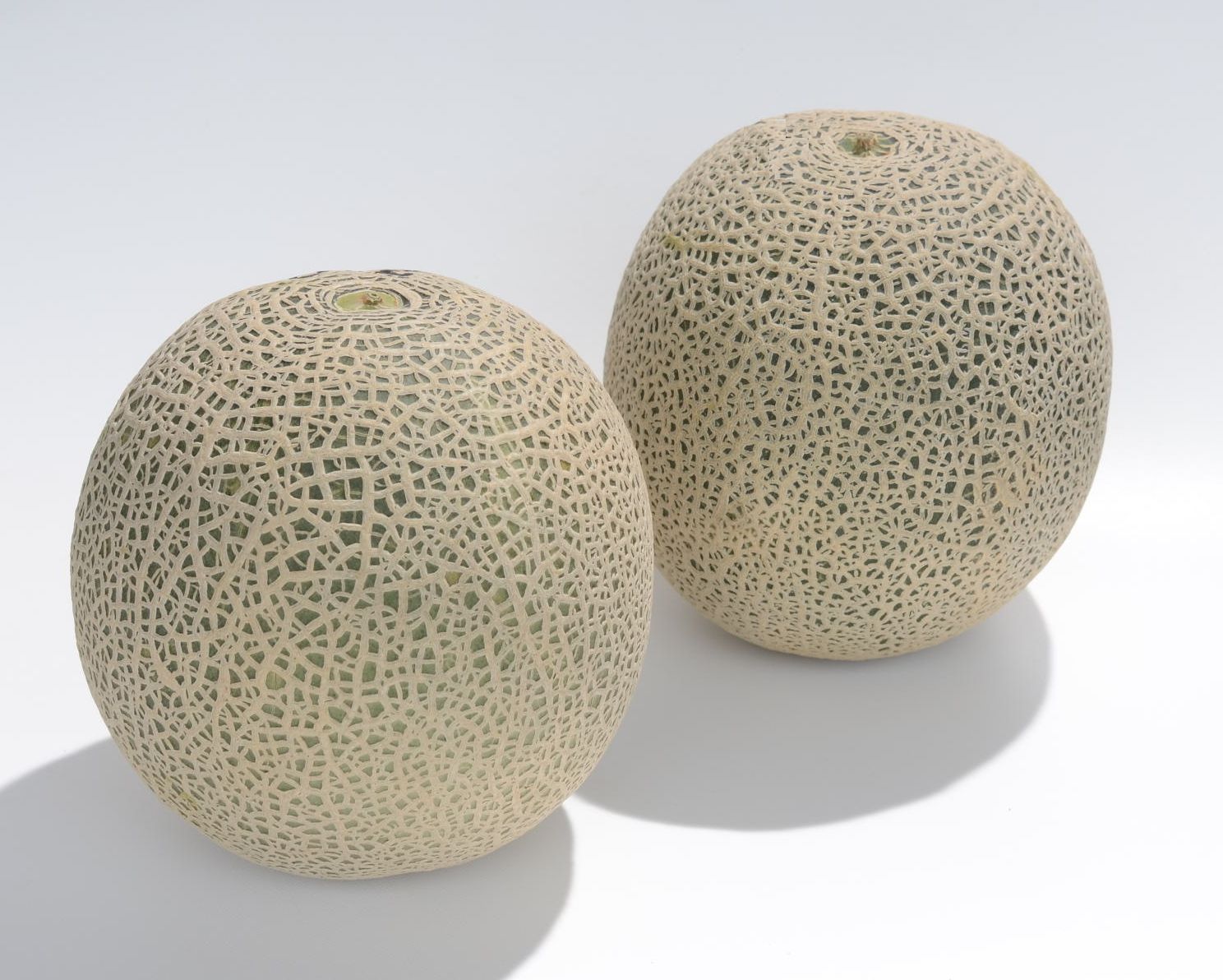 クインシー719 メロン E 種や 国内最大級の野菜種 花種 苗 農業資材の販売店