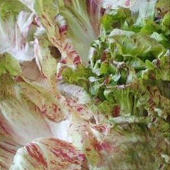 丸チコリ F1エレガント レタス E 種や 国内最大級の野菜種 花種 苗 農業資材の販売店 丸チコリ F1エレガント レタス E 種や 国内最大級の野菜種 花種 苗 農業資材の販売店