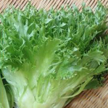 ギザフリレタス レタス E 種や 国内最大級の野菜種 花種 苗 農業資材の販売店 ギザフリレタス レタス E 種や 国内最大級の野菜種 花種 苗 農業資材の販売店