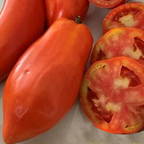 イタリアトマト2 トマト E 種や 国内最大級の野菜種 花種 苗 農業資材の販売店