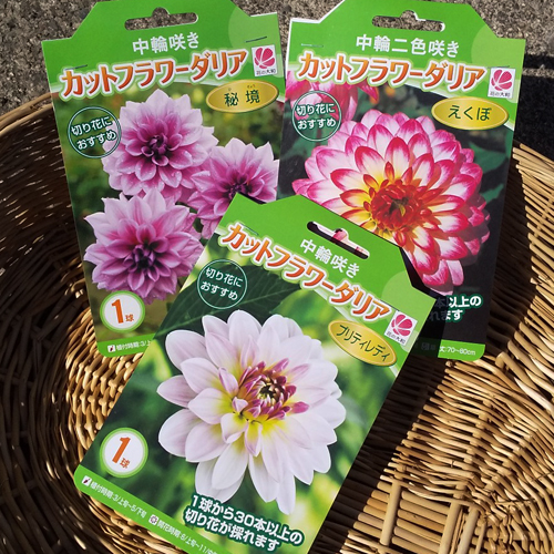 カットフラワーダリア 切り花におすすめ 球根 E 種や 国内最大級の野菜種 花種 苗 農業資材の販売店