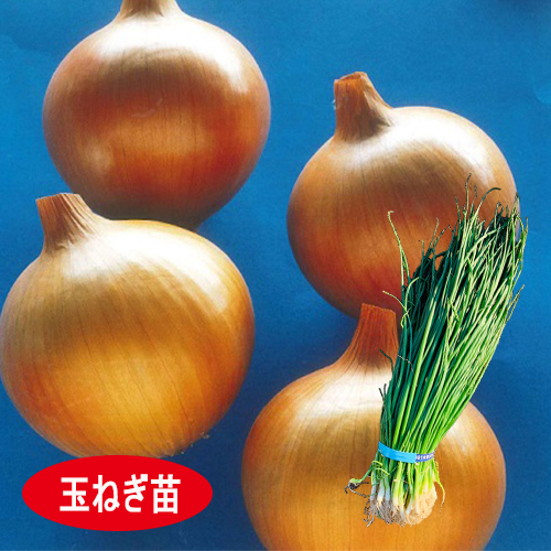 もみじ3号 2月定植 挿し苗[玉葱苗] - e-種や｜国内最大級の野菜種・花