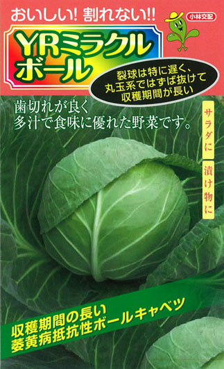 ミラクルボール キャベツ E 種や 国内最大級の野菜種 花種 苗 農業資材の販売店 ミラクルボール キャベツ E 種や 国内最大級の野菜種 花種 苗 農業資材の販売店