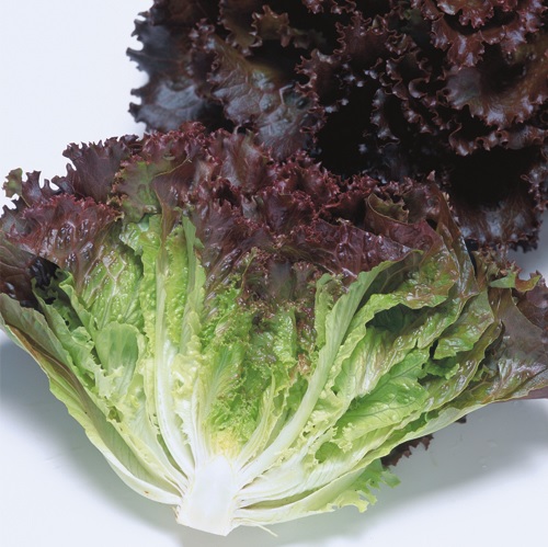 マザーレッド レタス E 種や 国内最大級の野菜種 花種 苗 農業資材の販売店 マザーレッド レタス E 種や 国内最大級の野菜種 花種 苗 農業資材の販売店