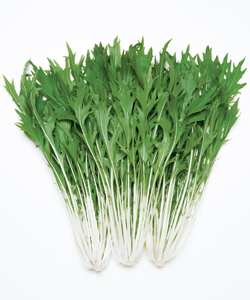 京かなで 水菜 タネ E 種や 国内最大級の野菜種 花種 苗 農業資材の販売店