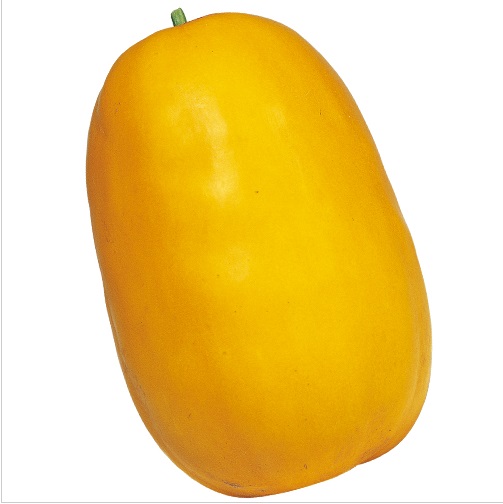 金俵 金瓜 マクワウリ E 種や 国内最大級の野菜種 花種 苗 農業資材の販売店 金俵 金瓜 マクワウリ E 種や 国内最大級の野菜種 花種 苗 農業資材の販売店